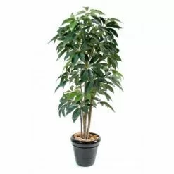 Castorama Schefflera Amata H.180 Cm