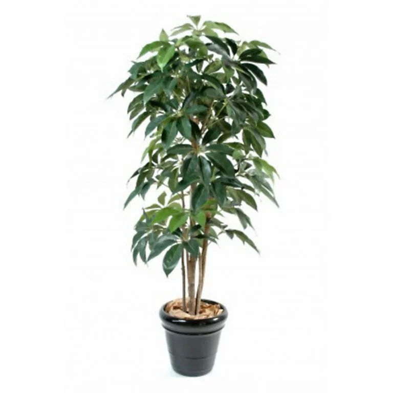 Castorama Schefflera Amata H.180 Cm 3 Castorama Schefflera Amata H.180 Cm