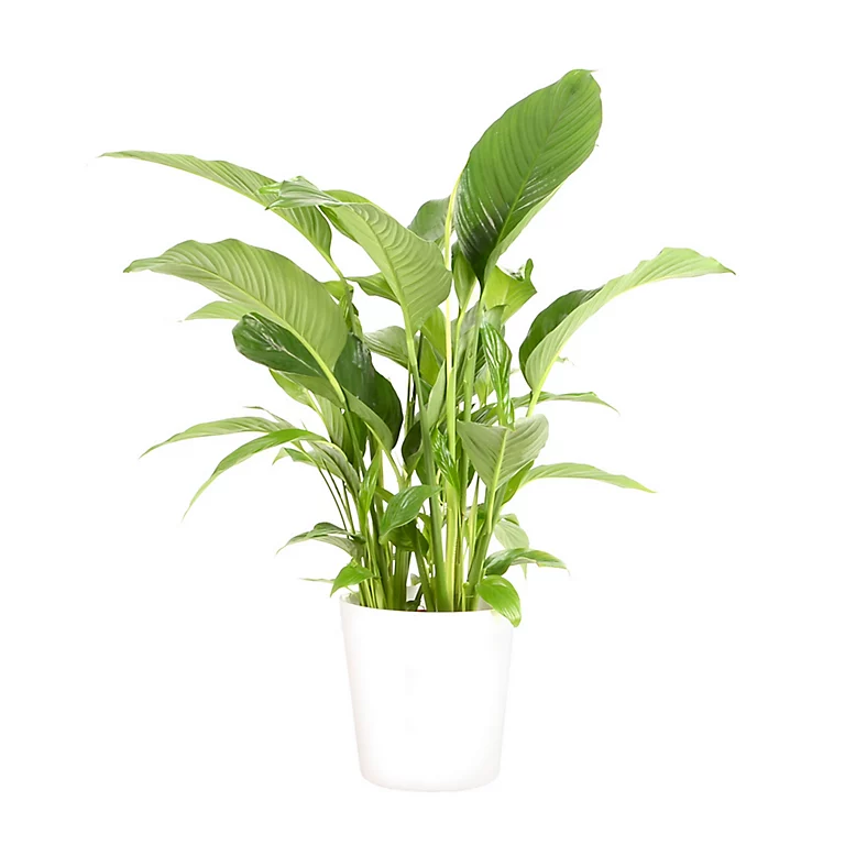 Castorama Spathiphyllum 21cm Avec Cache Pot Blanc 3 Castorama Spathiphyllum 21cm Avec Cache Pot Blanc