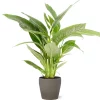 Castorama Spathiphyllum 21cm Avec Cache Pot Pierre 1 Castorama Spathiphyllum 21cm Avec Cache Pot Pierre -Terreau, gazon, traitement, végétal, semence Soldes Boutique spathiphyllum 21cm avec cache pot pierre8720053841987 01c FR CF