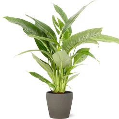 Castorama Spathiphyllum 21cm Avec Cache Pot Pierre