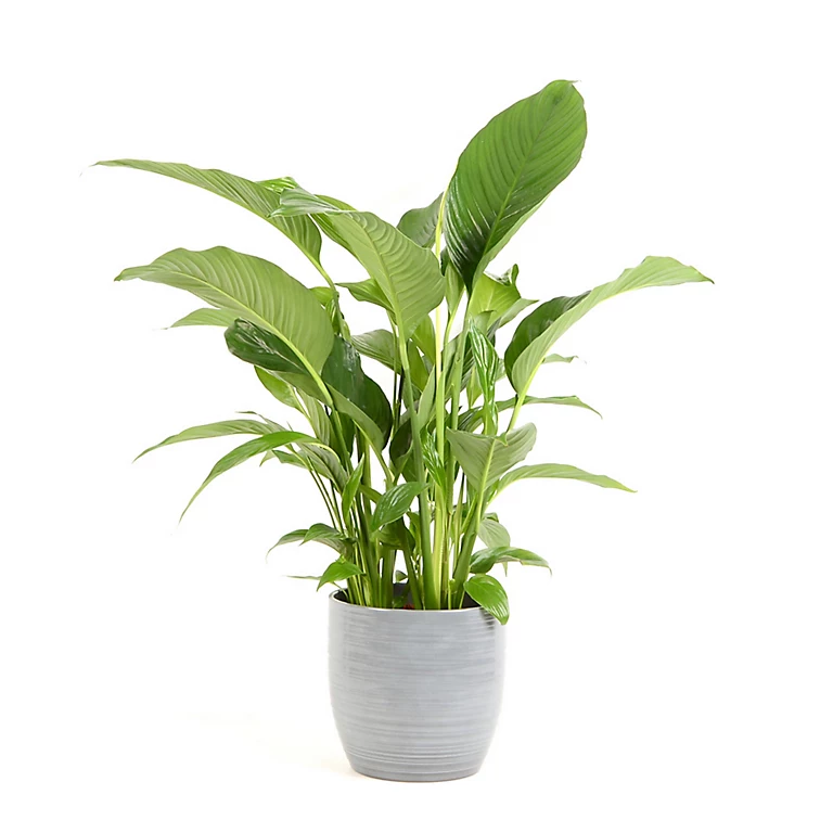 Castorama Spathiphyllum 21cm Avec Cache Pot Rayures Grises 3 Castorama Spathiphyllum 21cm Avec Cache Pot Rayures Grises