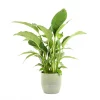 Castorama Spathiphyllum 21cm Avec Cache Pot Rayures Vertes -Terreau, gazon, traitement, végétal, semence Soldes Boutique spathiphyllum 21cm avec cache pot rayures vertes8720053841963 01c FR CF