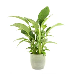 Castorama Spathiphyllum 21cm Avec Cache Pot Rayures Vertes