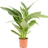Castorama Spathiphyllum 21cm 1 Castorama Spathiphyllum 21cm -Terreau, gazon, traitement, végétal, semence Soldes Boutique spathiphyllum 21cm8720053841949 01c FR CF