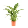 Castorama Spathiphyllum 24cm 2 Castorama Spathiphyllum 24cm -Terreau, gazon, traitement, végétal, semence Soldes Boutique spathiphyllum 24cm8720053842137 01c FR CF