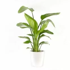 Castorama Strelitzia 21cm Avec Cache Pot Blanc