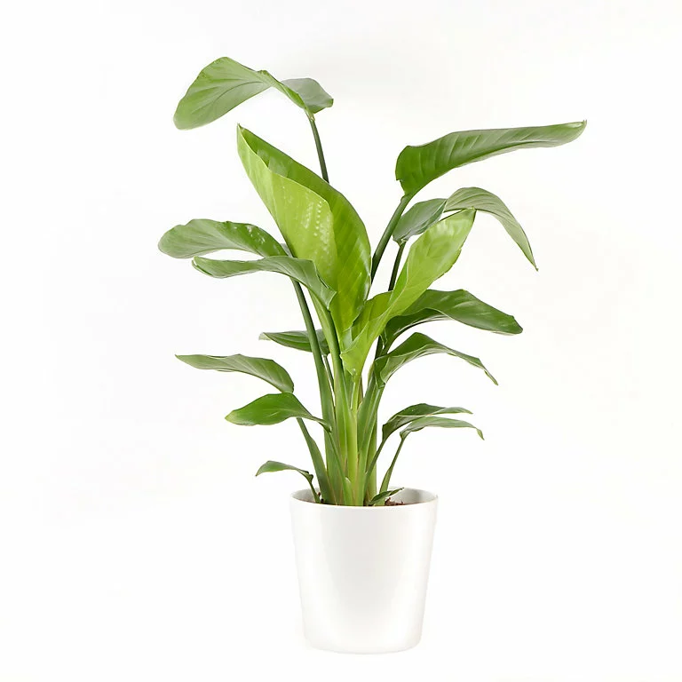 Castorama Strelitzia 21cm Avec Cache Pot Blanc 3 Castorama Strelitzia 21cm Avec Cache Pot Blanc