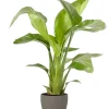 Castorama Strelitzia 21cm Avec Cache Pot Pierre -Terreau, gazon, traitement, végétal, semence Soldes Boutique strelitzia 21cm avec cache pot pierre8720053841383 01c FR CF