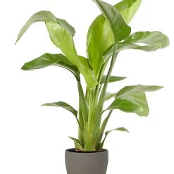 Castorama Strelitzia 21cm Avec Cache Pot Pierre