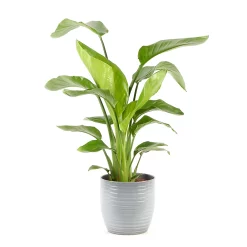 Castorama Strelitzia 21cm Avec Cache Pot Rayures Grises