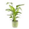Castorama Strelitzia 21cm Avec Cache Pot Rayures Vertes -Terreau, gazon, traitement, végétal, semence Soldes Boutique strelitzia 21cm avec cache pot rayures vertes8720053841369 01c FR CF