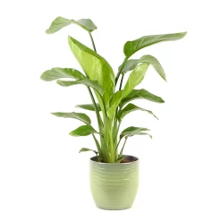 Castorama Strelitzia 21cm Avec Cache Pot Rayures Vertes
