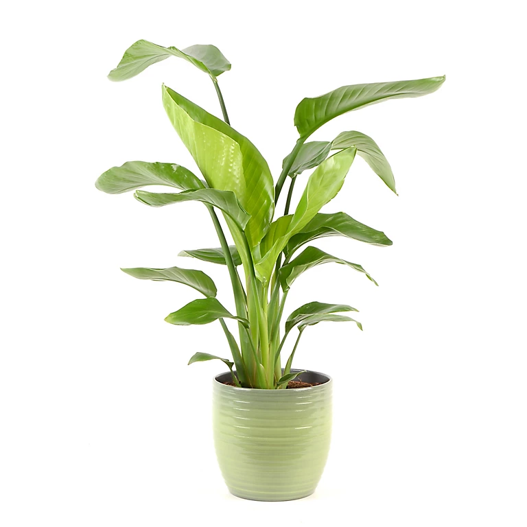 Castorama Strelitzia 21cm Avec Cache Pot Rayures Vertes 3 Castorama Strelitzia 21cm Avec Cache Pot Rayures Vertes