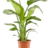 Castorama Strelitzia 21cm -Terreau, gazon, traitement, végétal, semence Soldes Boutique strelitzia 21cm8720053841345 01c FR CF