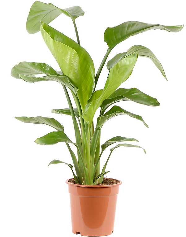 Castorama Strelitzia 21cm 3 Castorama Strelitzia 21cm