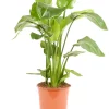 Castorama Strelitzia Nicolai 24cm 2 Castorama Strelitzia Nicolai 24cm -Terreau, gazon, traitement, végétal, semence Soldes Boutique strelitzia nicolai 24cm8720053842144 01c FR CF