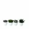 Castorama Succulente 12cm Avec Pot Blanc (x 4) 2 Castorama Succulente 12cm Avec Pot Blanc (x 4) -Terreau, gazon, traitement, végétal, semence Soldes Boutique succulente 12cm avec pot blanc x 4 8720053842175 01c FR CF