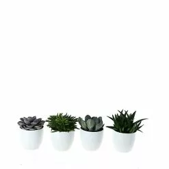 Castorama Succulente 12cm Avec Pot Blanc (x 4)