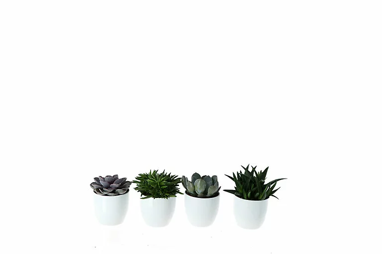 Castorama Succulente 12cm Avec Pot Blanc (x 4) 3 Castorama Succulente 12cm Avec Pot Blanc (x 4)