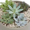 Castorama Succulente, Jardinière Ronde 20cm 2 Castorama Succulente, Jardinière Ronde 20cm -Terreau, gazon, traitement, végétal, semence Soldes Boutique succulente jardiniere ronde 20cm5059340052663 01c
