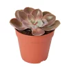 Castorama Succulente « Perle De Nuremberg » 12cm 1 Castorama Succulente « Perle De Nuremberg » 12cm -Terreau, gazon, traitement, végétal, semence Soldes Boutique succulente perle de nuremberg 12cm5059340052533 01c
