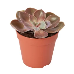 Castorama Succulente « Perle De Nuremberg » 12cm
