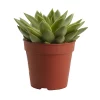 Castorama Succulente « Rouge à Lèvres » 12cm 2 Castorama Succulente « Rouge à Lèvres » 12cm -Terreau, gazon, traitement, végétal, semence Soldes Boutique succulente rouge a levres 12cm5059340052526 02c