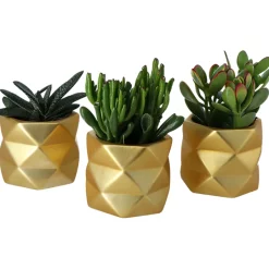 Castorama Succulentes Avec Pot En Céramique 9 Cm