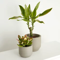 Castorama Succulentes Et Cactus, Assortiment, 9cm