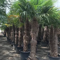 Castorama Trachycarpu Fortuneii Stipe 180-200cm 160L