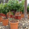 Castorama Vigne à Raisin Vitis Vinifera H.200 Cm -Terreau, gazon, traitement, végétal, semence Soldes Boutique vigne a raisin vitis vinifera h 200 cm8436535883368 01i FR CF
