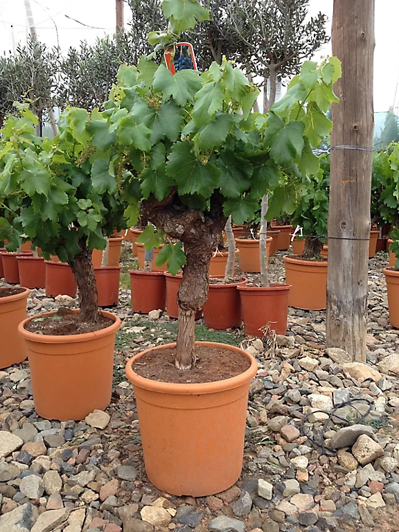 Castorama Vigne à Raisin Vitis Vinifera H.60 Cm 3 Castorama Vigne à Raisin Vitis Vinifera H.60 Cm