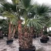 Castorama Washingtonia Robusta 3 4 Stipe 160L -Terreau, gazon, traitement, végétal, semence Soldes Boutique washingtonia robusta 3 4 stipe 160l8436565890787 01c FR CF