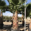 Castorama Washingtonia Robusta Stipe 200-250cm 130L 1 Castorama Washingtonia Robusta Stipe 200-250cm 130L -Terreau, gazon, traitement, végétal, semence Soldes Boutique washingtonia robusta stipe 200 250cm 130l8436565890732 01c FR CF