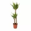 Castorama Yucca 2 Troncs, 24cm 2 Castorama Yucca 2 Troncs, 24cm -Terreau, gazon, traitement, végétal, semence Soldes Boutique yucca 2 troncs 24cm5059340051895 01c