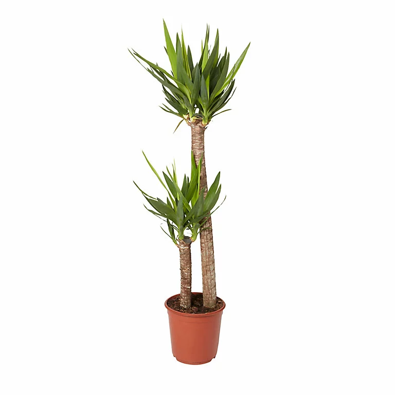 Castorama Yucca 2 Troncs, 24cm 3 Castorama Yucca 2 Troncs, 24cm