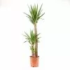 Castorama Yucca 3B 24cm 1 Castorama Yucca 3B 24cm -Terreau, gazon, traitement, végétal, semence Soldes Boutique yucca 3b 24cm8720053842090 01c FR CF