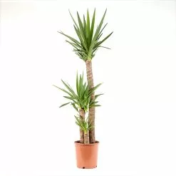 Castorama Yucca 3B 24cm