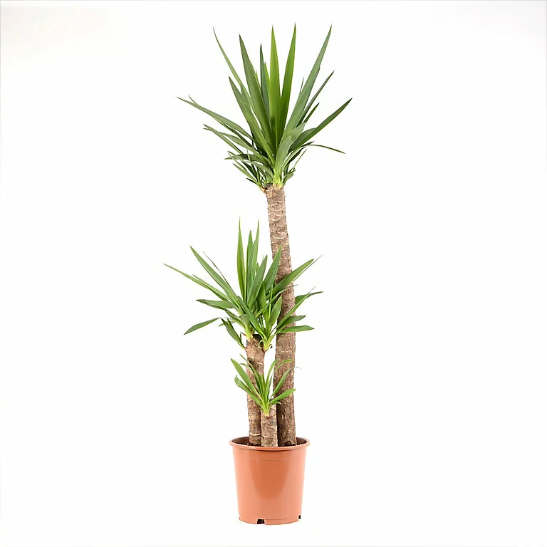 Castorama Yucca 3B 24cm 3 Castorama Yucca 3B 24cm