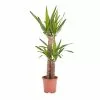 Castorama Yucca Moyen, 19cm -Terreau, gazon, traitement, végétal, semence Soldes Boutique yucca moyen 19cm5059340052953 01c