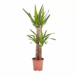 Castorama Yucca Moyen, 19cm