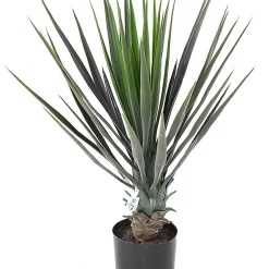 Castorama Yucca Rostrata Artificiel H.60 Cm