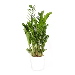 Castorama Zamioculas 21cm Avec Cache Pot Blanc