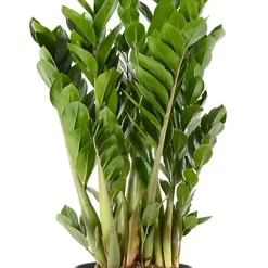 Castorama Zamioculas 21cm Avec Cache Pot Pierre