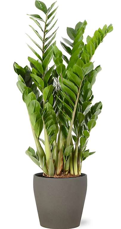 Castorama Zamioculas 21cm Avec Cache Pot Pierre 3 Castorama Zamioculas 21cm Avec Cache Pot Pierre