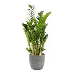 Castorama Zamioculas 21cm Avec Cache Pot Rayures Grises