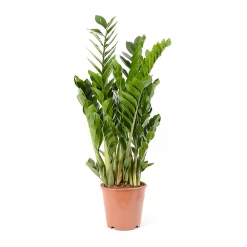Castorama Zamioculas 21cm