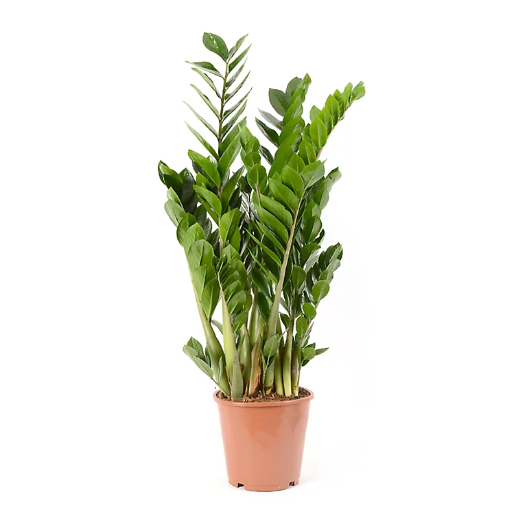 Castorama Zamioculas 21cm 3 Castorama Zamioculas 21cm